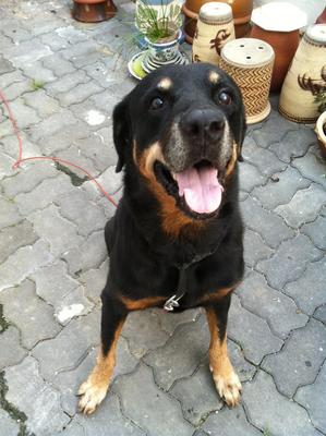 Bart - Rottweiler Dog