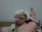 new born puppy