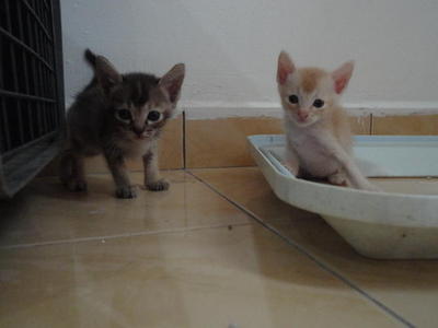 Bobby's Babies - Domestic Short Hair Cat