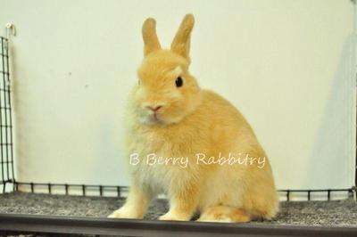 Netherland Dwarf - Orange 7 - Netherland Dwarf Rabbit