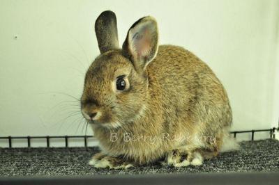 Netherland Dwarf - Chestnut 8 - Netherland Dwarf Rabbit