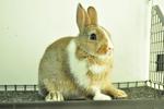 Netherland Dwarf - Chestnut Vm 7 - Netherland Dwarf Rabbit