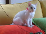 Annabelle - Domestic Short Hair Cat