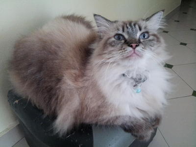 Mandy - Tabby + Birman Cat