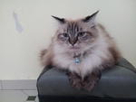 Mandy - Tabby + Birman Cat