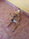 Lucky  - Mixed Breed Dog