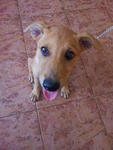 Lucky  - Mixed Breed Dog