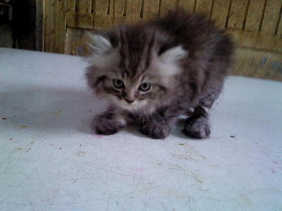 Mauhari - Persian Cat