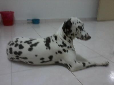 Lily - Dalmatian Dog