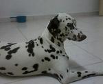 Lily - Dalmatian Dog