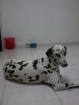 Lily - Dalmatian Dog