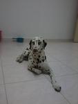 Lily - Dalmatian Dog