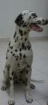 Lily - Dalmatian Dog