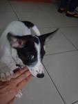 Oreo - Mixed Breed Dog