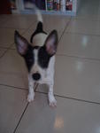 Oreo - Mixed Breed Dog