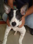 Oreo - Mixed Breed Dog