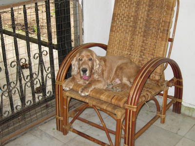 Cocker Spaniel - Cocker Spaniel Dog