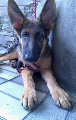 German Shepherd Father Imported - German Shepherd Dog Dog