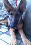 German Shepherd Father Imported - German Shepherd Dog Dog
