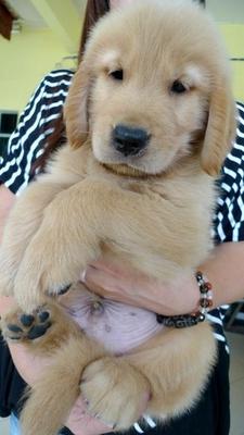 Golden Retriever Father Mysia Champ - Golden Retriever Dog