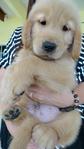 Golden Retriever Father Mysia Champ - Golden Retriever Dog