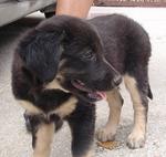 Willy - Australian Kelpie Mix Dog