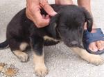 Willy - Australian Kelpie Mix Dog