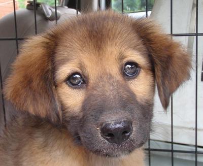 Willy - Australian Kelpie Mix Dog