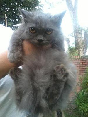 Dark Grey @ Dg - Persian Cat