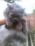 Dark Grey @ Dg - Persian Cat