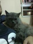 Dark Grey @ Dg - Persian Cat