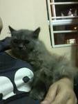 Dark Grey @ Dg - Persian Cat