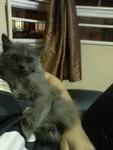 Dark Grey @ Dg - Persian Cat