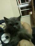 Dark Grey @ Dg - Persian Cat