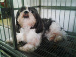 Taro - Shih Tzu Dog