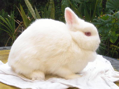 PF36239 - Netherland Dwarf Rabbit