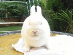 PF36239 - Netherland Dwarf Rabbit