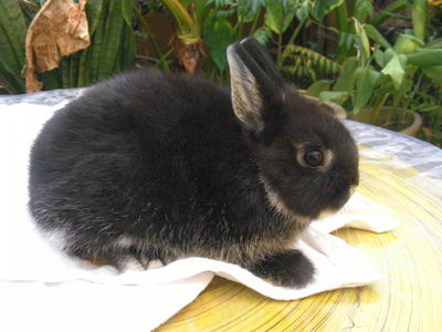 PF36240 - Netherland Dwarf Rabbit