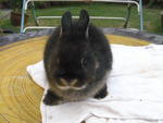 PF36240 - Netherland Dwarf Rabbit