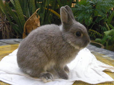 PF36241 - Netherland Dwarf Rabbit