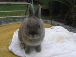 PF36241 - Netherland Dwarf Rabbit