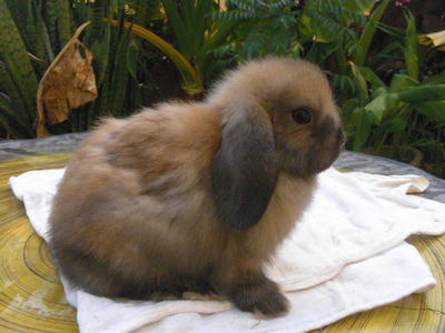 PF36242 - Holland Lop Rabbit