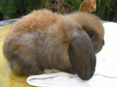 PF36243 - Holland Lop Rabbit