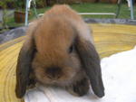 PF36243 - Holland Lop Rabbit