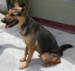 Chichi  - German Shepherd Dog Dog