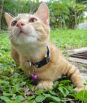 Oyen - Domestic Short Hair Cat