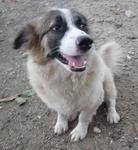 I am very gentle and good looking
