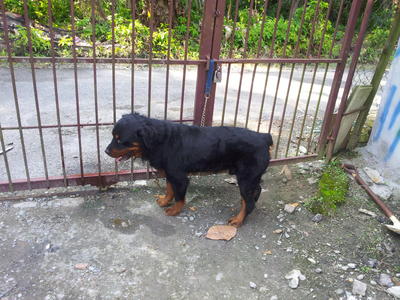 Rott - Rottweiler Dog