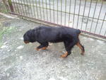 Rott - Rottweiler Dog