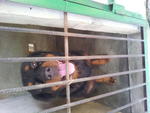 Rott - Rottweiler Dog